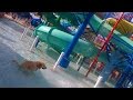 Dog Poops in a Water Park (Super Pooper Sunday #37)