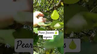 Pears Season