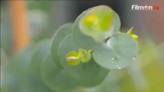 Hardy Eucalyptus at the Chelsea Flower Show