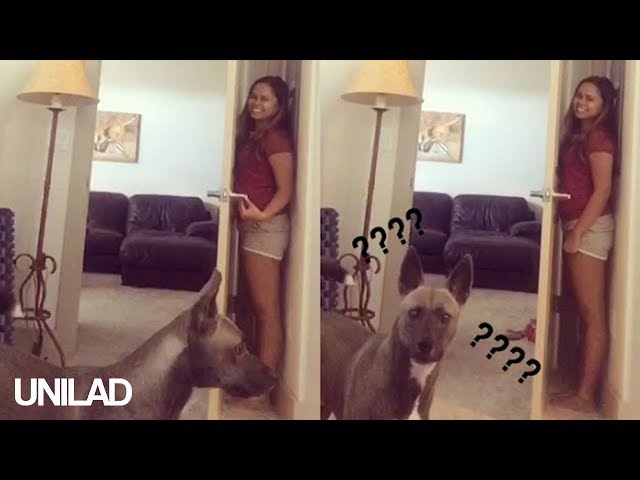 Dog Sucks At Hide And Seek -