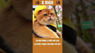 Mèo Mà Đâu Phải Con Ong