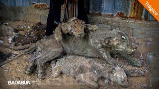 Zoológico Fue Abandonado 1 Año Después Regresan Y Encuentran Algo Escalofriante Zoológico Fue Abandonado 1 Año Después Regresan Y Encuentran Algo Escalofriante