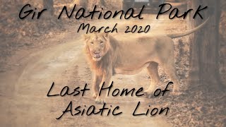 LIon King Gir National Park and Sanctuary || Last Home of Asiatic LIon || Sasan Gir || Lion Safari