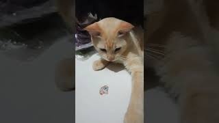 Ciwin...