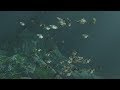 Blender FishSim Addon Tutorial