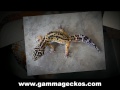 Leopard Geckos For Sale www.GammaGeckos.com Leopard Geckos