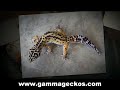 Leopard Geckos For Sale www.GammaGeckos.com Leopard Geckos