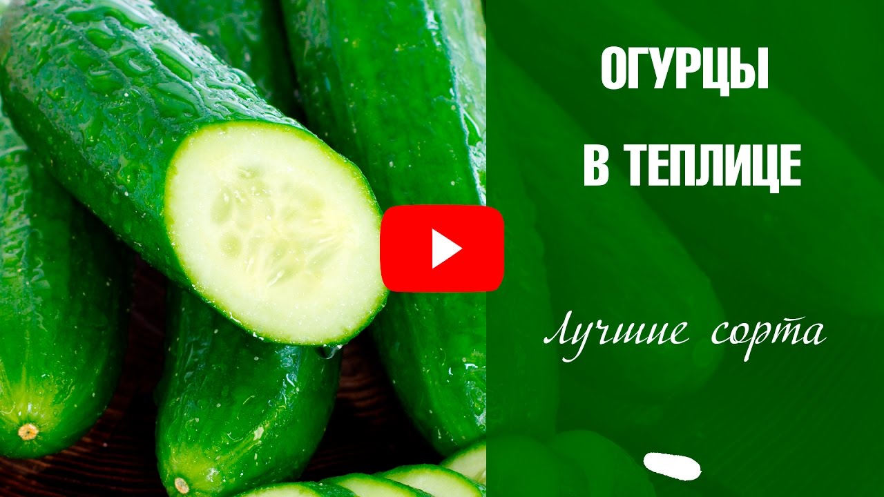 Хорошие семена огурцов для теплиц Хорошие семена огурцов для теплиц