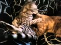Gem & Lily our beautifull bengal girls :-) copyright summerspride 021.MOV