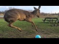 Baby Deer Can't Figure Out How to Play With a Ball