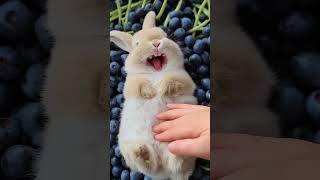 This Chubby Rabbit Loves Being Tickled Part 3