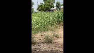 Ysaf Is Live Tubewell Swimming Sleep Stream Live Sleepstream Tubewell Live Stream