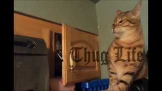 Thug Life - Cat B Slaps Another Cat