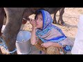 Kids milk straight from Pakistan buffalo 🐃 village life Live Punjab