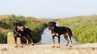 Anja Von Jagdwald & Žabac Bič Božiji