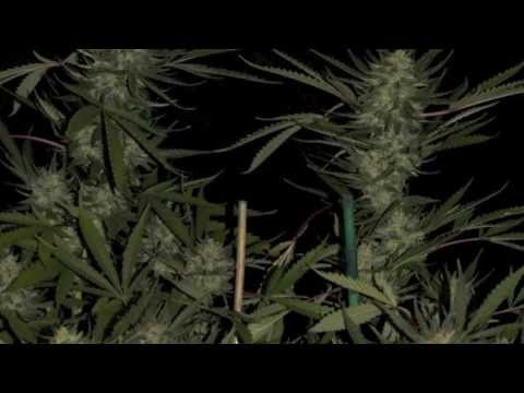 New brand of Super Soil. Grow Cannabis by just adding water. Super Coco Is A Family Owned Start Up Brand Of Subcool 39 S Super Soil After...