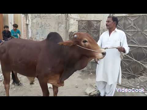 choty bahie ka sahiwal ka bachada