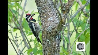 Reconnaissez Le Tambourinage Du Pic Maculérecognize The Drumming Of The Yellow-Bellied Saper