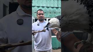 Saqaltay - Vulture