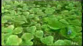 Bande Annonce 964