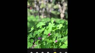 Focos - Bokeh Camera For Dual Lens