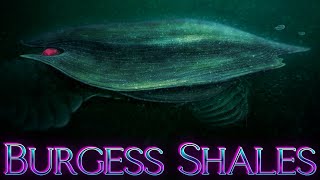 Burgess Shales The Explosion Of Forms Life 508 Million Years Ago