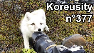 Zap Koreusity N377 Le Zapping Du Web 2021