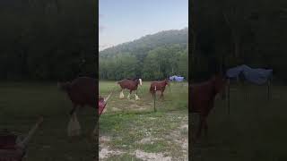 Filming Horses Playing…Impossible🙄🤪😂 #Horselover #Horselife #Equine #Clydesdale #Horseplay