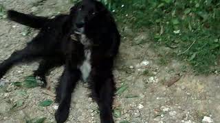 Beyler Köyde Köpekleri Test Edim 5 Köpek Var Ama 3Ü Nerde Bilmiyorum