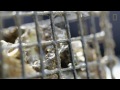 Inmates Make Oyster Cages, Plant Hope for a Cleaner Bay