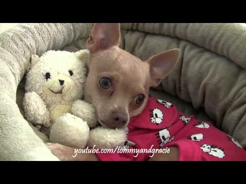 CUTE CHIHUAHUA HUGS HIS TEDDY BEAR ❤️