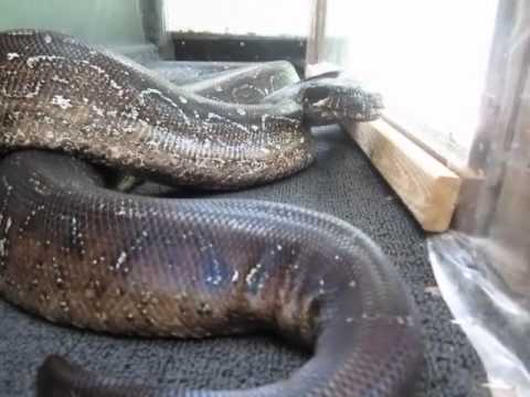 boa constrictor size and weight boa constrictor size and weight