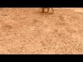 Bajo Bullmastiff Playing images Bajo Bullmastiff Playing