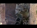A rare snow leopard makes himself at home at Mexico Zoo