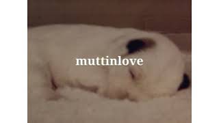 Newborn puppies