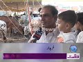 Cow Mandi In Karachi images Cow Mandi In Karachi