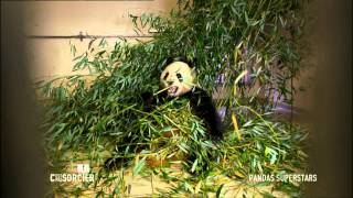 Pandas Geants Superstars - Cest Pas Sorcier