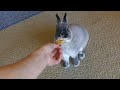 bunny