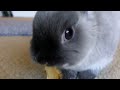 bunny