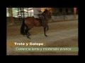 www.caequinos.edu.co - con un especialista caballo criollo colombiano