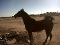 حصان