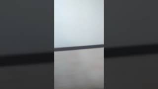 Açaí Real