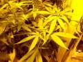 Alaskan Ice, Part 9, 10 weeks of flowering, marijuana indoor, HARVEST, with ROOR ripps