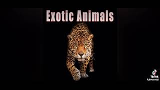 Sound Ideas, Animals Burchells Zebra - Middle Distance Calling From Single Animal, S Africa