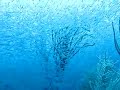 Belize Dive Trips - School of Fish in Belize