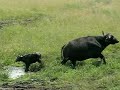Hyenas Kill Baby Cape Buffalo - HARD TO WATCH