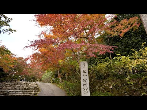 京都 三千院 紅葉(4K) カエデ・エリシア京都 caede|L’ELISIR KYOTO[Sanzenin, Kyoto Red Leaves]