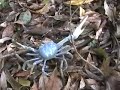 Giant Blue Land Crab in Belize