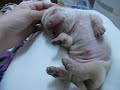 Filhote de Sharpei com 5 dias, dormindo e sonhando. Cherry EJ Terani.