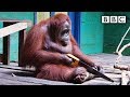 Orangutan saws a tree - Spy in the Wild: Episode 2 Preview - BBC One